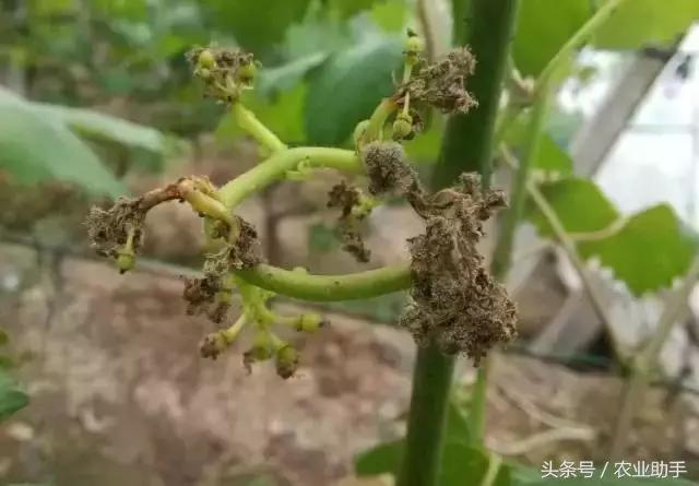 葡萄灰霉病控不住？花前用药是关键！