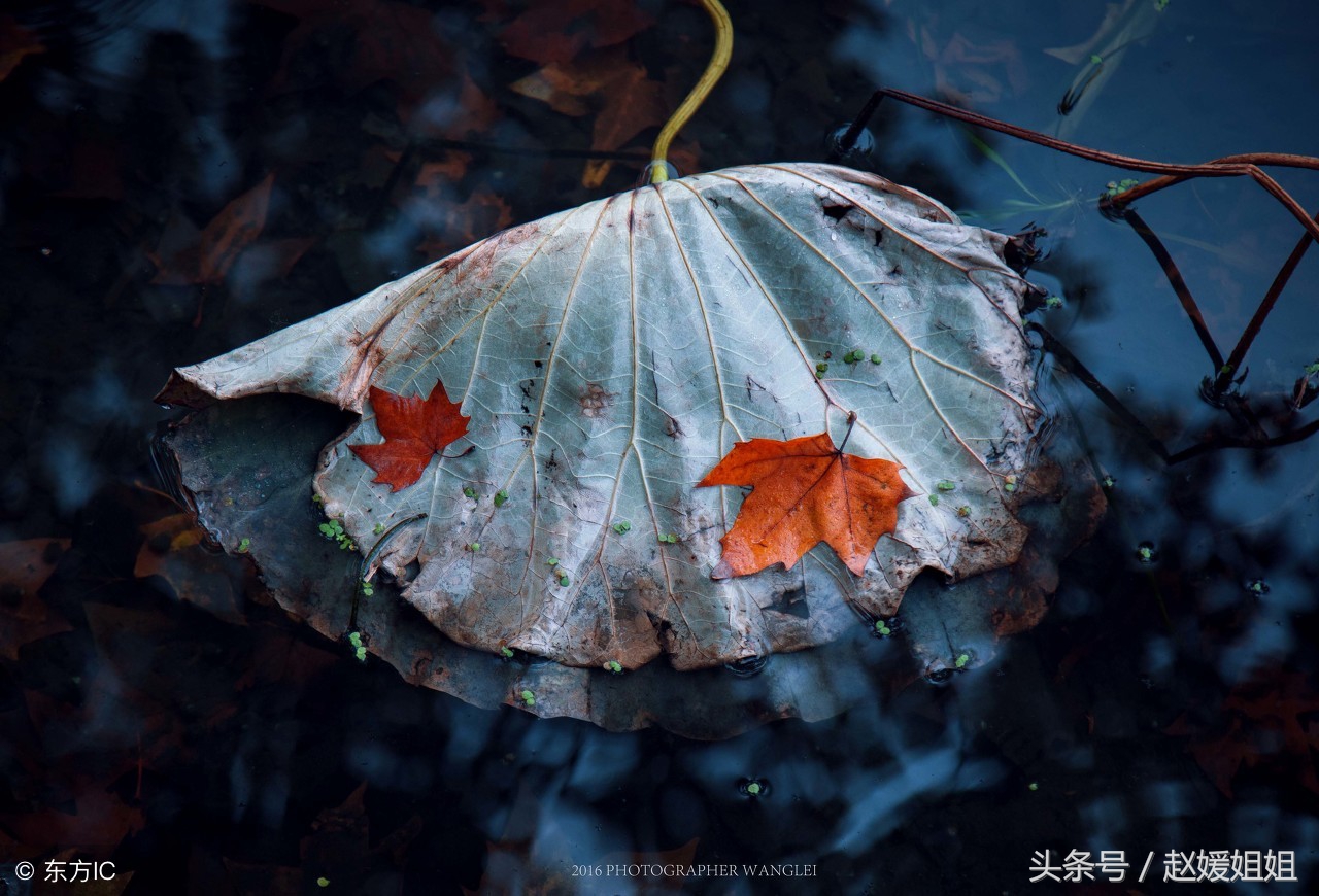 赵媛姐姐推荐好作文——细雨游西湖