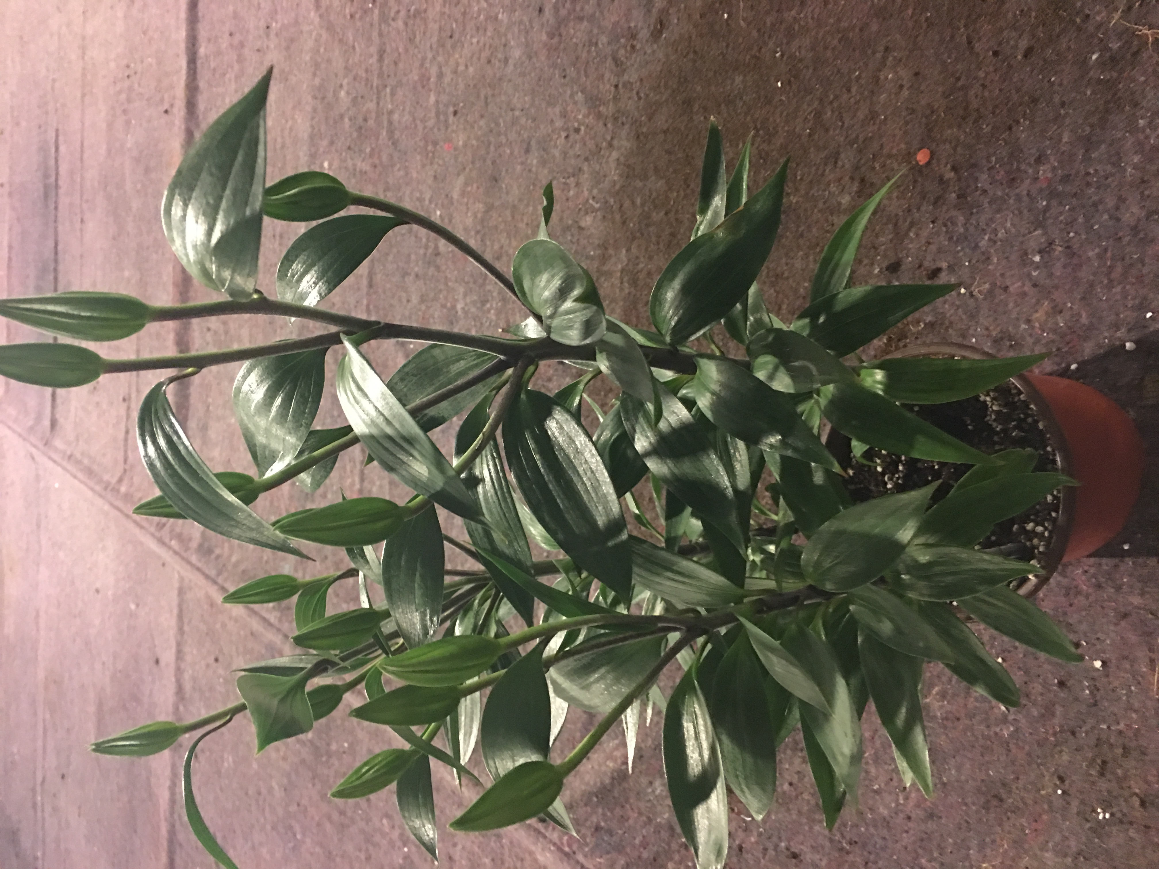 香水百合养护教程,重瓣香水百合养护方法