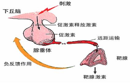 未婚未孕女性泌乳,怎么在没怀孕的情况下泌乳