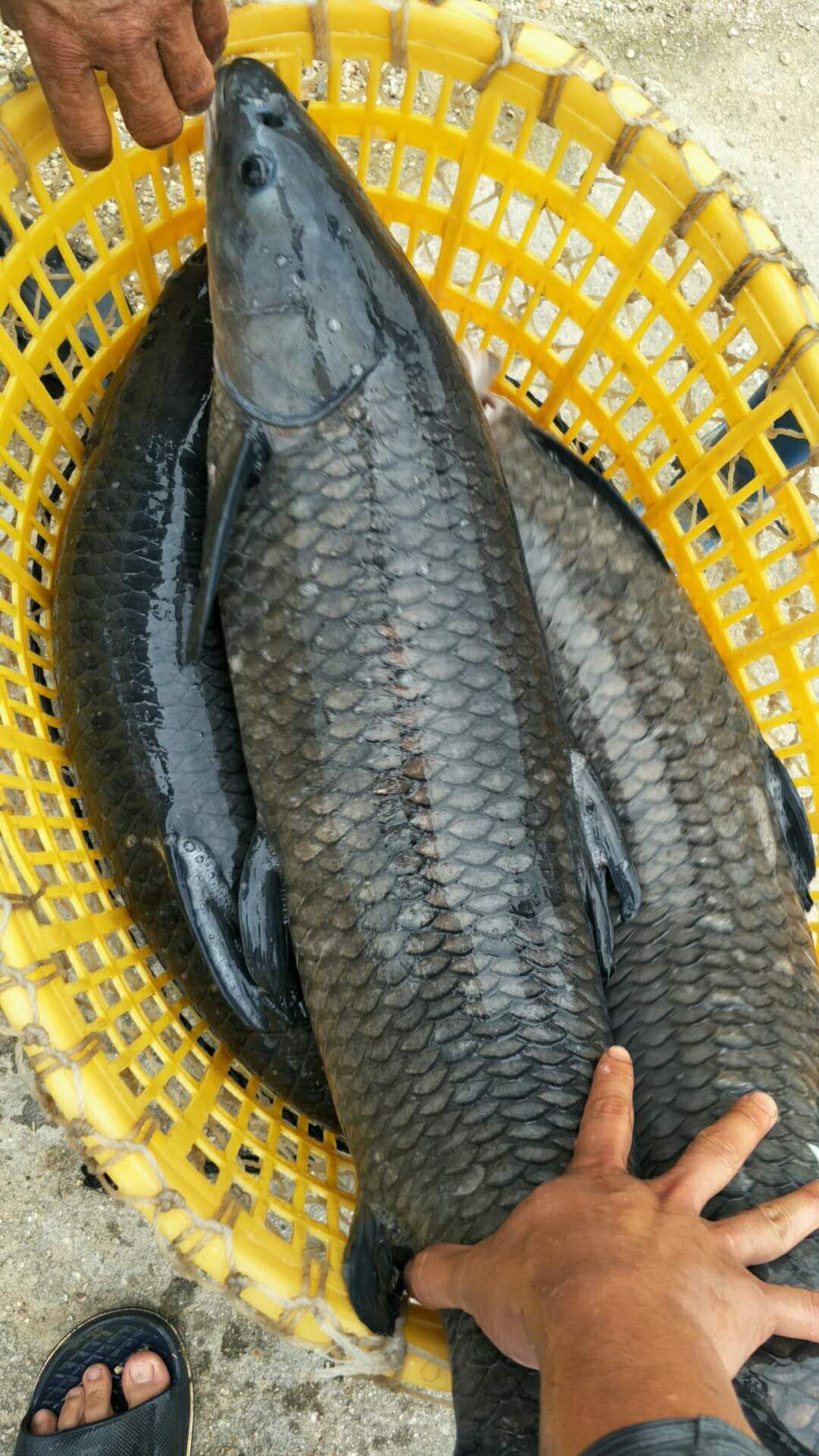 蚯蚓垂钓鲫鱼技巧和方法,野钓鲫鱼用蚯蚓能钓到大鱼吗