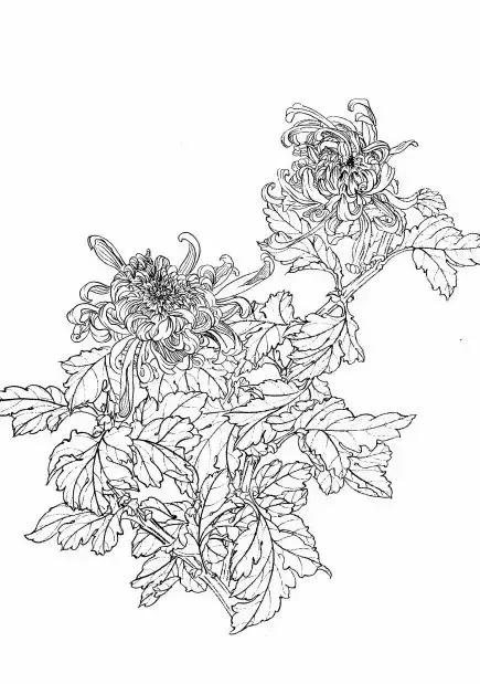 入门白描花卉菊花视频,白描菊花国画如何上色