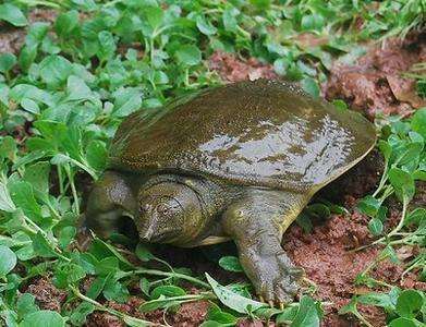 捕甲鱼最高效方法,地龙笼捕甲鱼