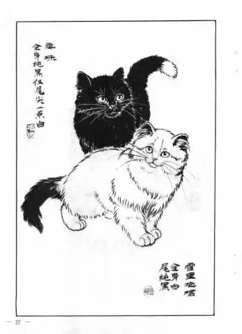 猫谱：因相成名，因名成谱《蓝毛毛找猫》24：猫出有名