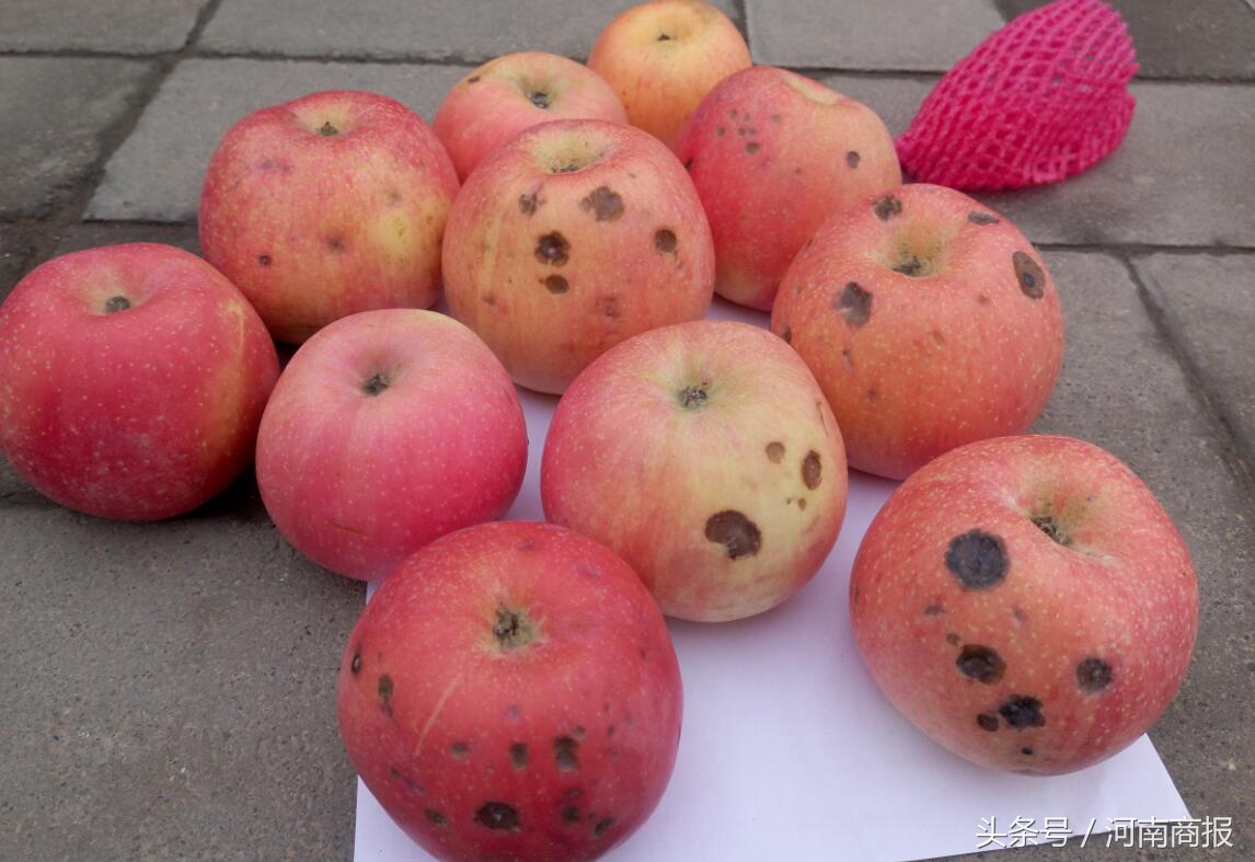 女子买一箱苹果,女子买一袋苹果全坏了