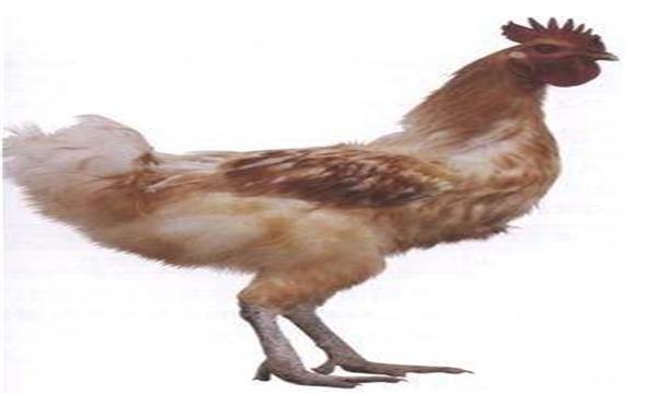 恶人为夺夜明珠，将金鸡“拔毛助长”，雄鸡舍身取义力克蜈蚣精！