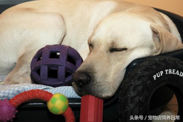 拉布拉多是死亡率最高的犬吗,中国禁养犬有没有拉布拉多