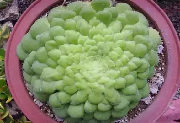 270种常见多肉图谱,270种常见多肉盆景