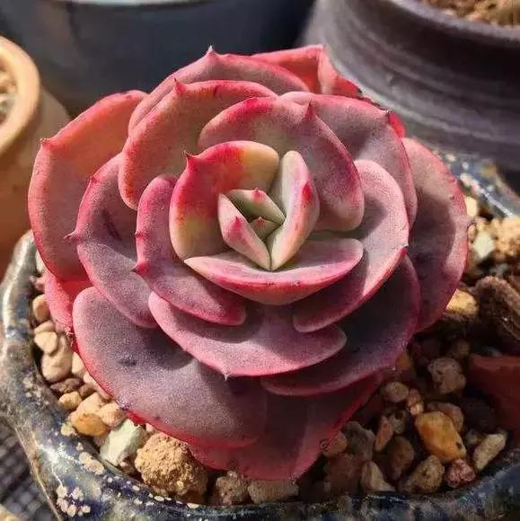 270种常见多肉图谱,270种常见多肉盆景