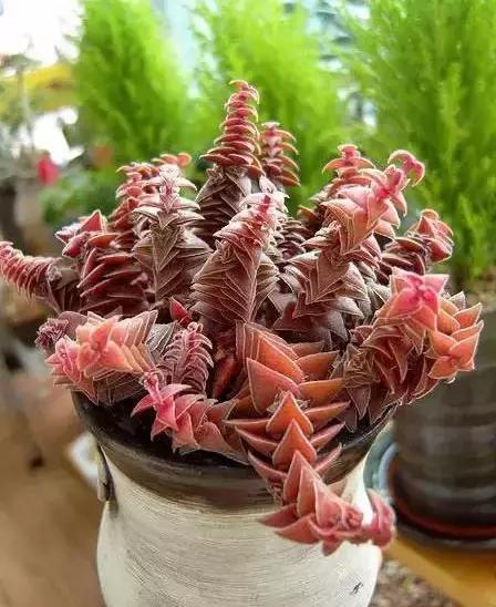 270种常见多肉图谱,270种常见多肉盆景