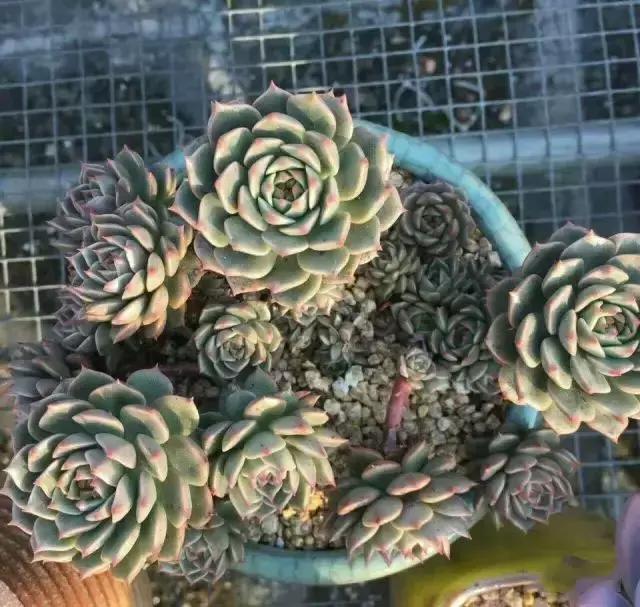 270种常见多肉图谱,270种常见多肉盆景