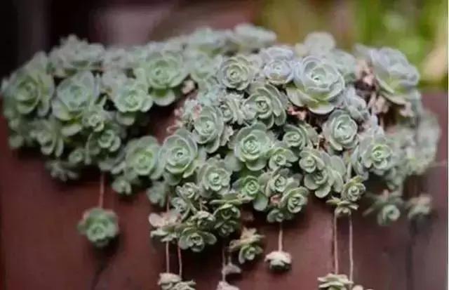 270种常见多肉图谱,270种常见多肉盆景