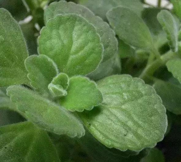 270种常见多肉图谱,270种常见多肉盆景