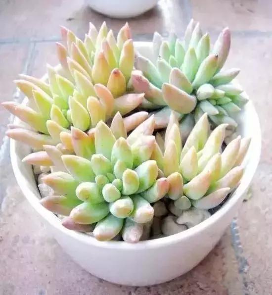 270种常见多肉图谱,270种常见多肉盆景