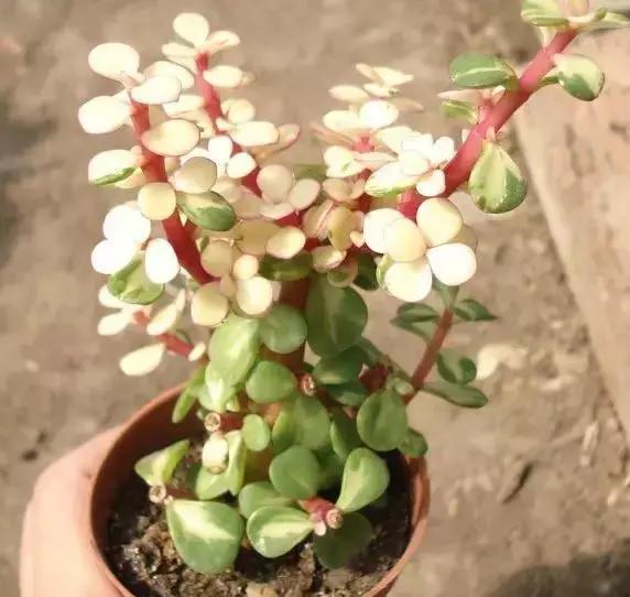 270种常见多肉图谱,270种常见多肉盆景