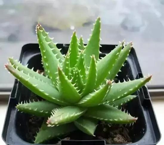 270种常见多肉图谱,270种常见多肉盆景