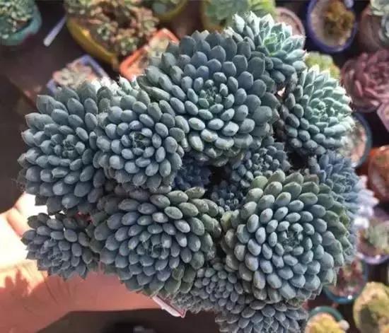 270种常见多肉图谱,270种常见多肉盆景