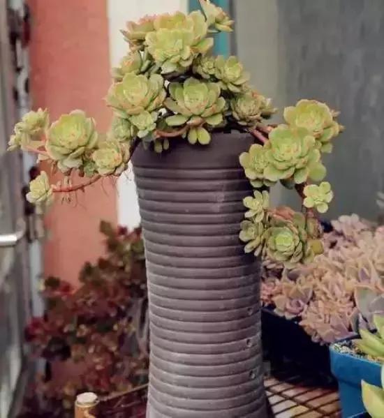 270种常见多肉图谱,270种常见多肉盆景