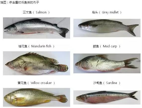 吃鱼最给宝宝补DHA，但哪些鱼最富含DHA又低汞？