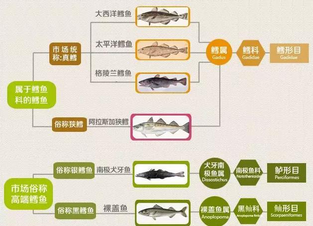 吃鱼最给宝宝补DHA，但哪些鱼最富含DHA又低汞？