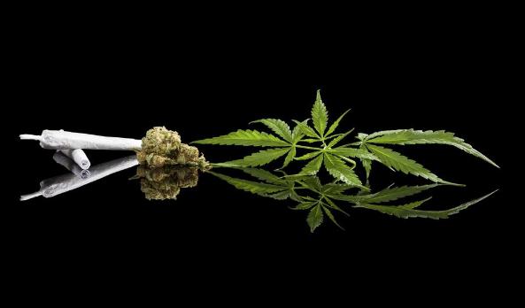 麻椒果泡酒的功效与作用,野生山大麻子泡酒功效