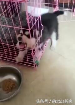 看看哈士奇是不是纯种的,哈士奇纯种的有什么特征