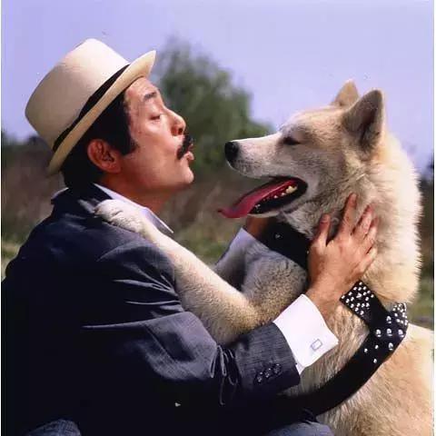 十大经典狗片排行榜国外,评价最高的十部关于狗的电影