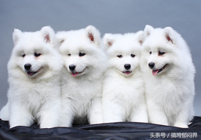 怎么改掉狗狗舔尿的习惯,狗狗喜欢舔别的狗尿怎么回事