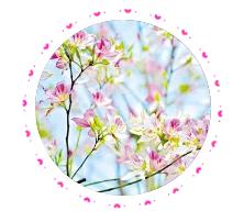 美爆了雨中的园博园风景美如画,美爆最美樱花大道继续绽放