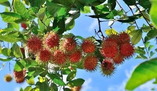 保亭七仙岭雨林仙境温泉度假别墅,海南保亭雨林仙境山湖墅