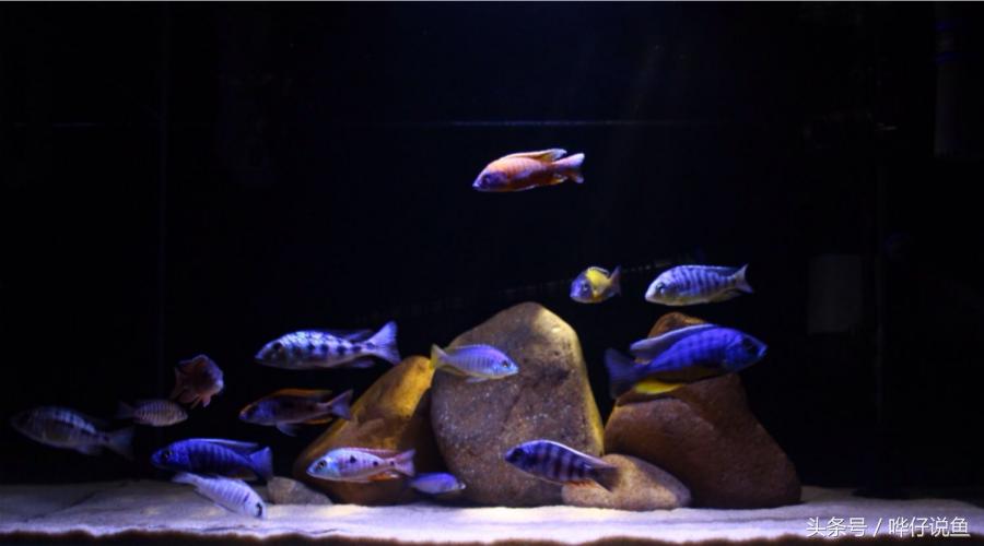 养三湖慈鲷的鱼缸,什么鱼缸适合养三湖慈鲷