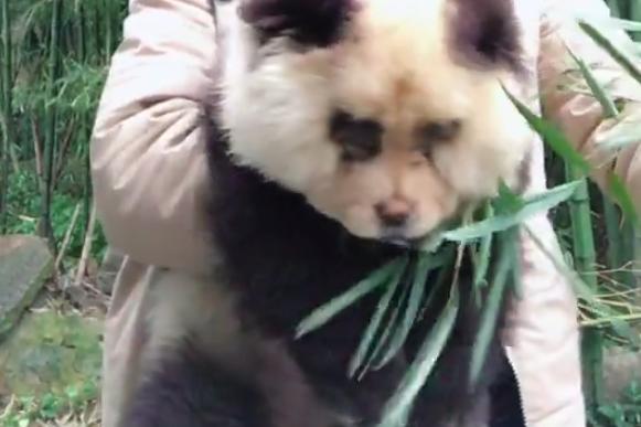 熊猫一样的狗子,狗子假扮熊猫的迷惑行为搞笑视频