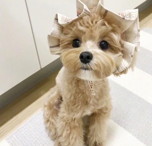 养一只马尔济斯一只约克夏,养一只马尔济斯需要什么东西