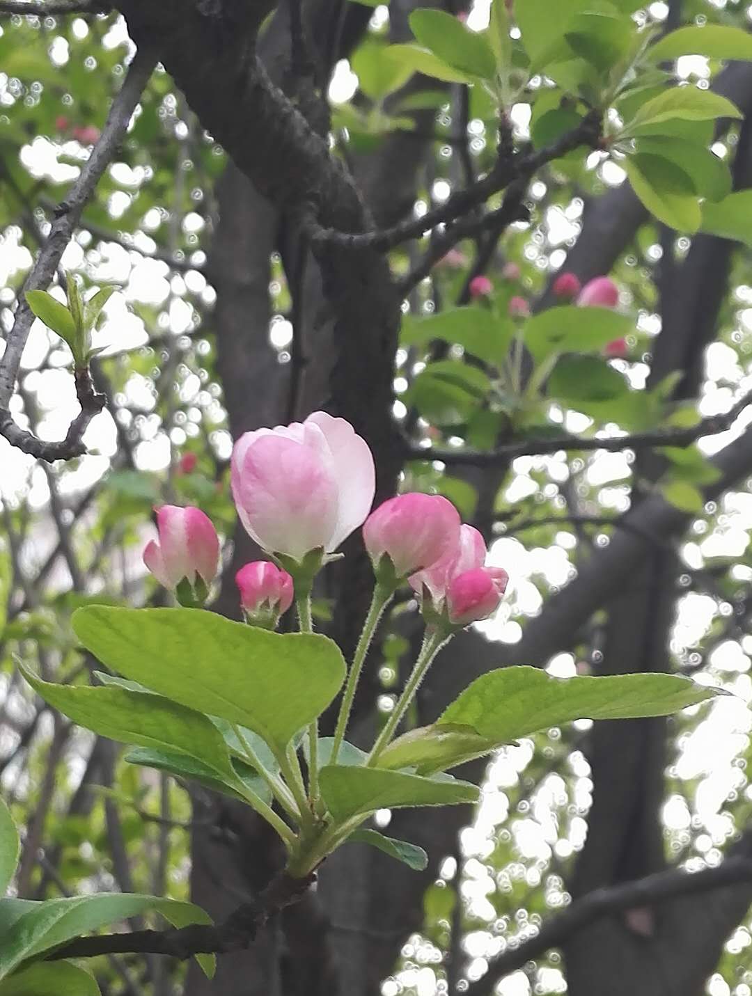 东风吹上海棠梢——海棠四品，西安已开三品