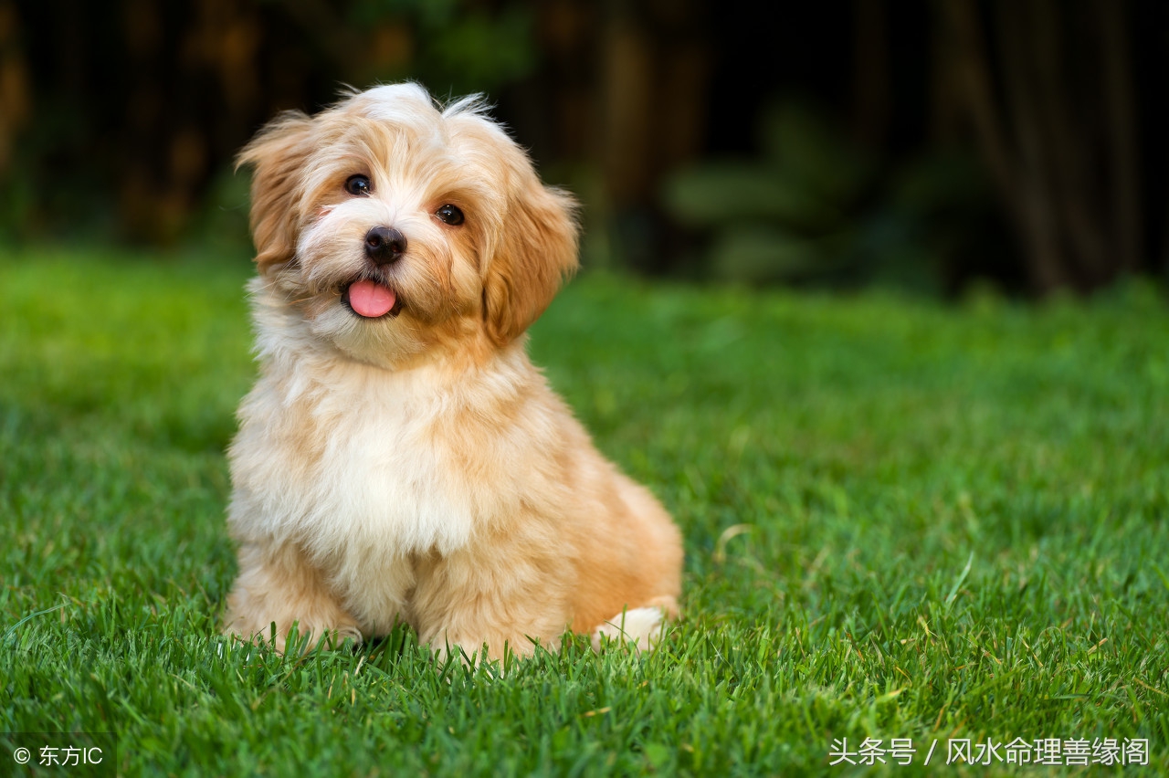 2018年十二生肖总体运势解析,2018年十二生肖每周运势详解