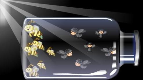 蜜蜂和苍蝇在瓶子里谁先飞出去,苍蝇蜜蜂玻璃瓶实验