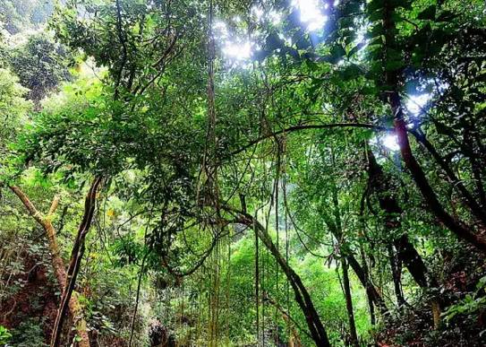 鼎湖山旅游祈福,肇庆鼎湖山徒步攻略