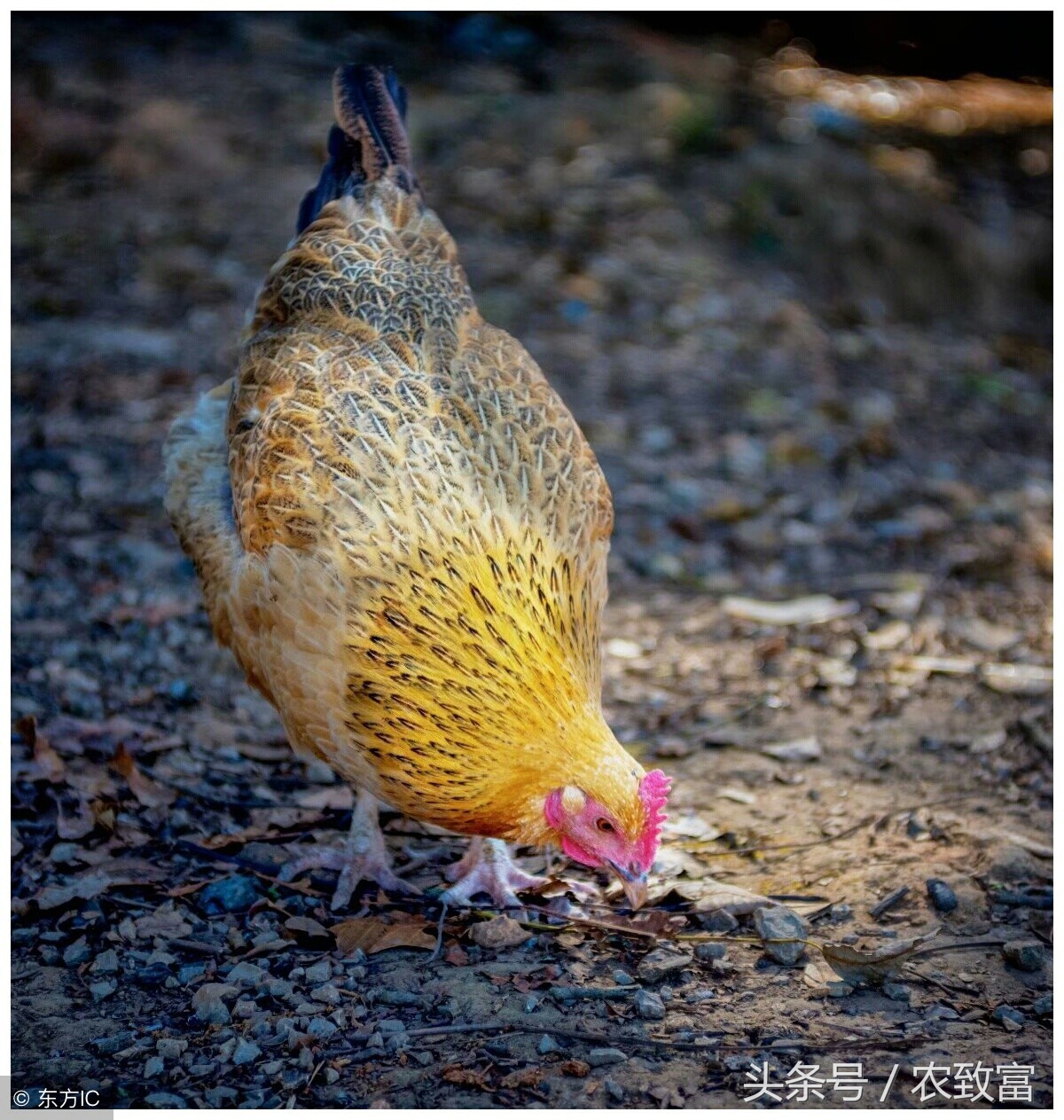 初夏气温多变，谨防肉鸡受凉感冒