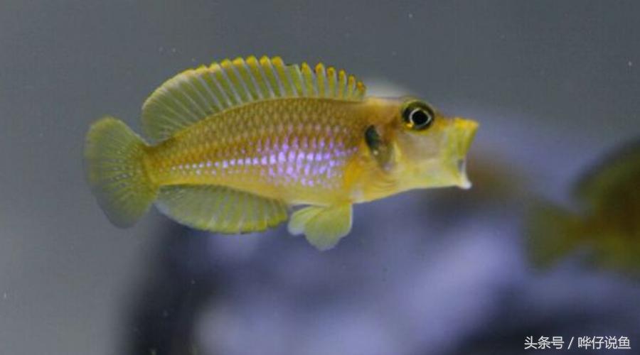 养三湖慈鲷的鱼缸,什么鱼缸适合养三湖慈鲷