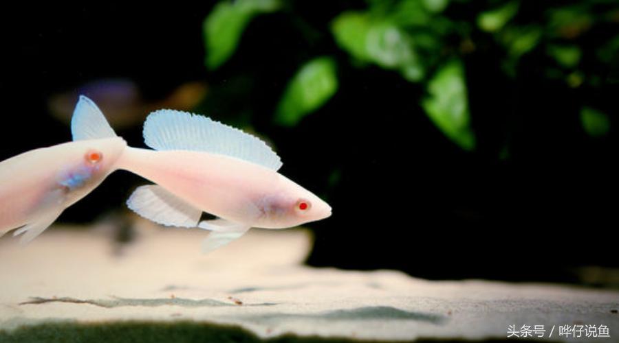 龙鱼三湖慈鲷混养大型缸,养三湖慈鲷的鱼缸选择