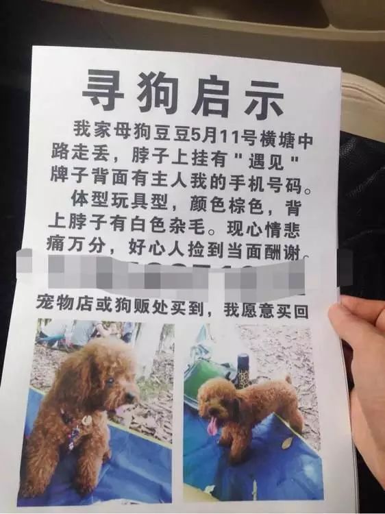 狗狗丢失1天如何找,狗狗丢失了怎么找回