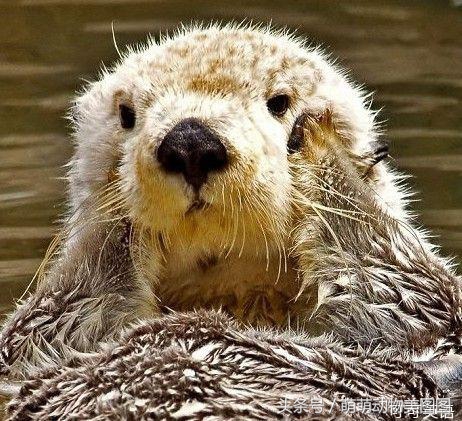 水獭与海獭哪个更可爱,萌动物科普