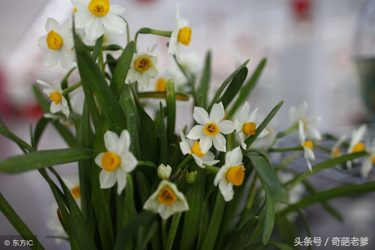 怎样养兰花才是正确的方法,兰花要怎么养才养得好