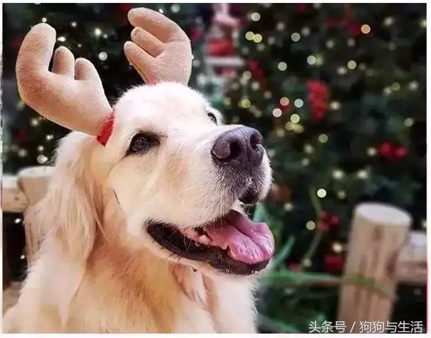 金毛犬市场价多少钱一只,金毛犬价格纯种金毛犬多少钱一只