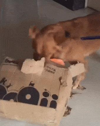 狗子绝育后的绝望,狗子绝育是不是就安稳了