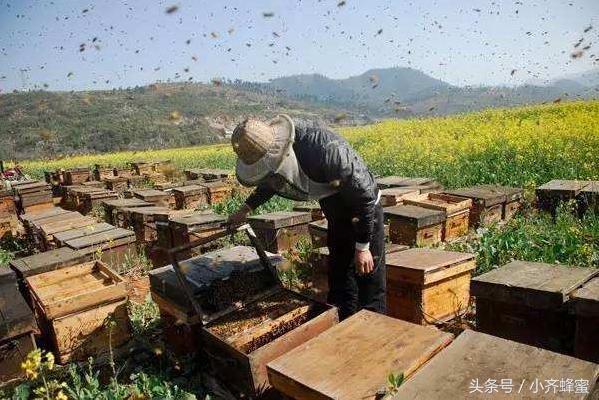 养蜂人十大忌讳,养蜂人最怕什么农药
