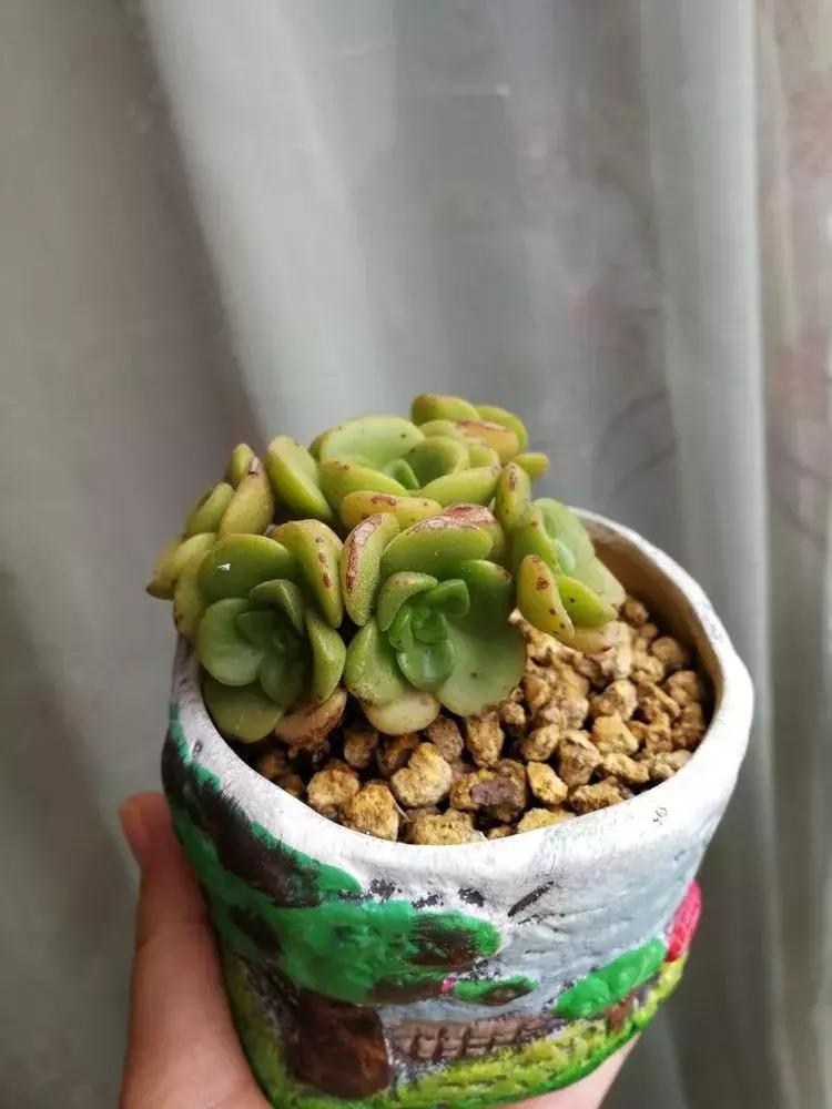 为了多肉改造阳台,疯狂的她