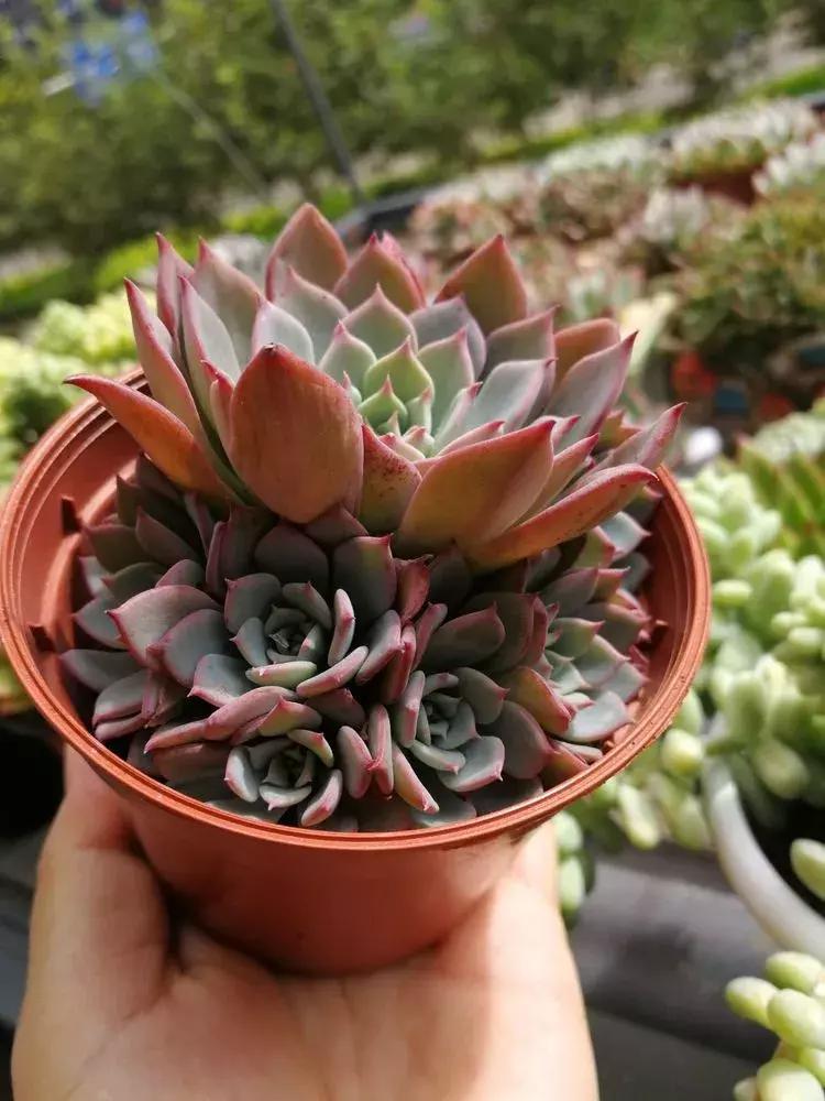 为了多肉改造阳台,疯狂的她