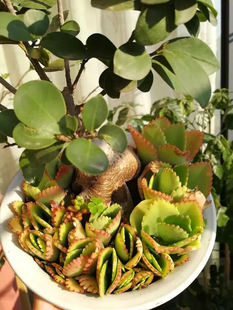 为了多肉改造阳台,疯狂的她