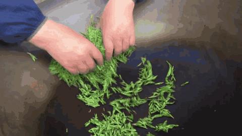 正宗金奖惠明茶,明前金奖惠明的贡茶